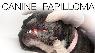 Canine Papilloma Virus  Extreme Case [upl. by Eilliw852]