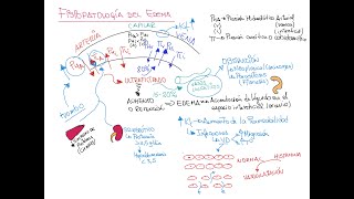 Fisiopatología del Edema [upl. by Vanzant]