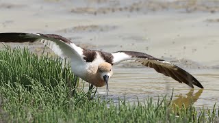 Avocets  broken wing display [upl. by Eremehc197]