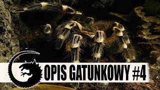 OPIS GATUNKOWY 4 Ptasznik białokolanowy czyli pocziwa Acanthoscurria geniculata [upl. by Mandal750]