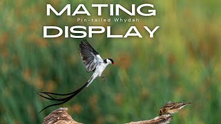 Pintailed Whydah mating display Will he be successful [upl. by Enawyd]