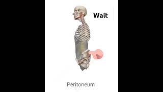 Peritoneum anatomy membrane  peritoneum is serous membrane that lines the abdomen and pelvis [upl. by Carbrey]