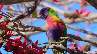 Rainbow Lorikeet Sound and Courtship Mating Call [upl. by Timoteo]