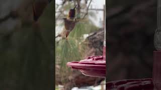 Discovering Unbelievable Sounds from Hummingbirds [upl. by Dymoke]