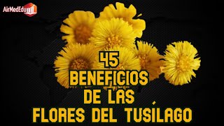 45 Beneficios de las Flores del Tusílago [upl. by Ymorej]