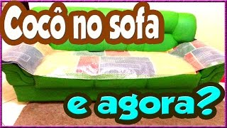 🔴 Meu cachorro faz xixi e cocô em cima do SOFÁ  CAMA  O QUE FAZER [upl. by Olrac]