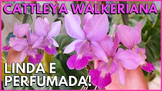 CATTLEYA WALKERIANA COMO CULTIVAR NO TRONQUINHO 🥰 [upl. by Ainuj]