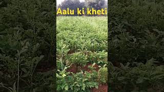 Aalu ki kheti Bari YouTube video shorts [upl. by Iemaj]