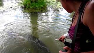 Feeding Paiche Fish Arapaima near Iquitos Peru [upl. by Kooima]