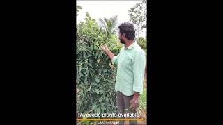 AVOCADO best quality plants available in guntur [upl. by Alleuqram]