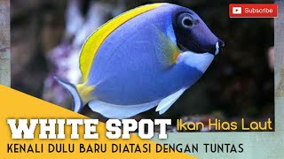 Apa itu White Spot Siklus hidupnya Serta cara mengobati White Spot WS air laut [upl. by Ellora579]