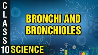 Bronchi and Bronchioles  Respiration  Class 10 Biology  Science  Digital Teacher [upl. by Atikihc]