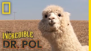 How Are They Now Dr Pol Updates Chaska the Alpaca  The Incredible Dr Pol [upl. by Showker]