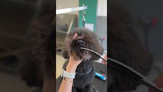 Grooming a rare Spanish water dog [upl. by Mclain]