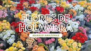 FLORES DE HOLAMBRA EM MANAUS AMAZONAS [upl. by Hyrup]