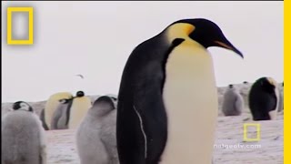 Penguins Dressed for Success  National Geographic [upl. by Divad81]