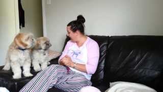 Lhasa Apso Dogs Go Crazy When you Ask Them if theyre Hungry [upl. by Yrahcaz]