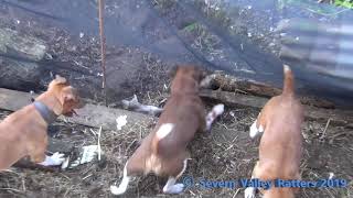 Ratting with 3 Plummer Terriers Over 100 rats Severn valley ratters best video yet New 2014 [upl. by Reid]