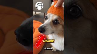 TUTTI GLI ALTRI CANI RIDONO DEL SUO COSTUME DI HALLOWEEN 😭💔 [upl. by Tayib]