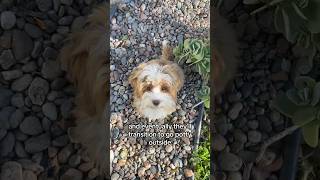 Puppy Potty Outside from Inside puppy puppypottytraining redhavanese havanese [upl. by Enohpesrep]