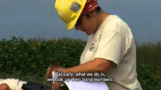 Tern restoration at Monomoy National Wildlife Refuge [upl. by Marelya]