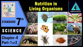 Nutrition in Living Organisms  Std 7  Science  Chapter 4  Part 12  Maharashtra Board [upl. by Silletram]