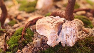 Bosque dos Jatobás  Penjing Hymenaea courbaril vídeo 4 [upl. by Moneta546]