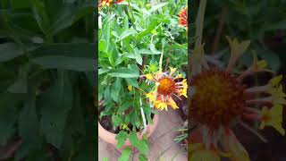 Gaillardia flower gaillardia homegardening shorts shortsviral rooftopgardens [upl. by Irra]