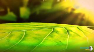 Study Biology Biology  a Sample lesson on Adaptations of Plants for Photosynthesis [upl. by Scales282]