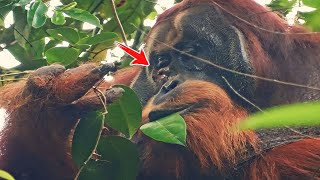 Wild orangutan caught treating wound with medical plant  Orangutan can use medicine like humans [upl. by Jackie]