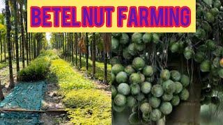 Betel nut farming How to do betel nut farmingsupari ki kati plantation betelnut areca india [upl. by Aisenet33]