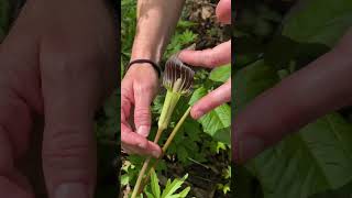 Cool facts about Jack in the Pulpit ShortsVideo WillCounty [upl. by Erreit575]