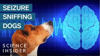 How Dogs Sniff Out Seizures [upl. by Sunda811]