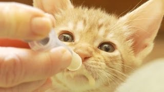 Bottle Feeding Ocicat Kittens [upl. by Yelnikcm]