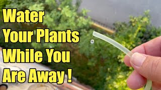 How to Water Plants While You are on Vacation   Homemade Practical Watering Tips [upl. by Yemar662]