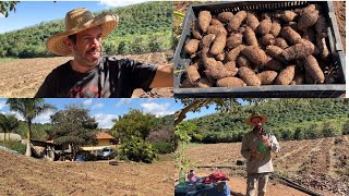 COLHENDO E PREPARANDO A TERRA PARA A PRÓXIMA PLANTAÇÃO NA ROÇA AQUI EM MINAS GERAIS [upl. by Khoury]