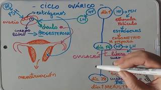 El ciclo ovárico [upl. by Durrace]