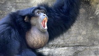 Siamangs Howling FYV [upl. by Peria792]