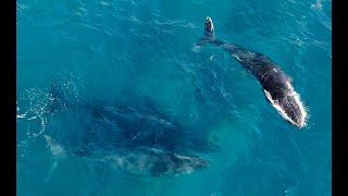 Lost Humpbacks  Watch these subadults get confused at an infamous historic whale hunting point [upl. by Anirbak]