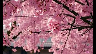 Japans Sakura Spectacle Blooming in All Its Glory [upl. by Carolee950]