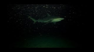 dropping a gopro under a cruise ship [upl. by Koralie946]