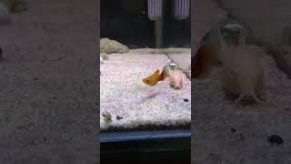 Platy Sunset platyfish ikanplaty ikanhias ikanhiasaquarium aquarium aquariumfish hobby hobi [upl. by Anasus]