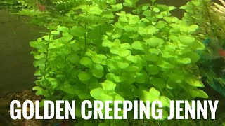 Golden Creeping Jenny [upl. by Nnednarb]