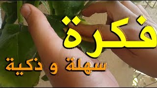 تنظيف اوراق النباتات بسهولة  لن تصدق كيف أصبح شكلها [upl. by Nnyltiac633]