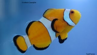 40 Gallon Breeder FOWLR Saltwater Tank with Ocellaris Clownfish [upl. by Yramesor]