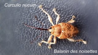 Curculio nucum [upl. by Etak]