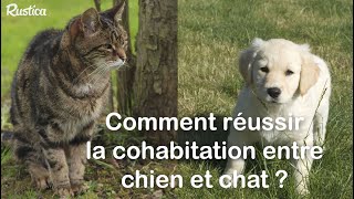 Comme chien et chat  Les faire cohabiter [upl. by Ylluz]