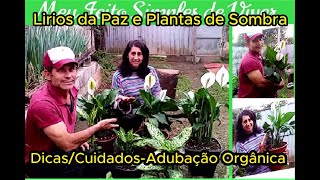 Lírios da Paz  Plantas de Sombra Dicas  Cuidados e Adubação Orgânica [upl. by Lamoureux]