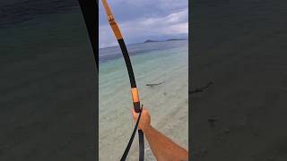 Bowfishing hunting sharks [upl. by Pebrook]