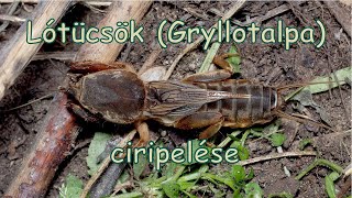 Lótücsök Gryllotalpa ciripelés  Gryllotalpa sound [upl. by Alludba]